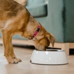 Automatic Dog Feeders