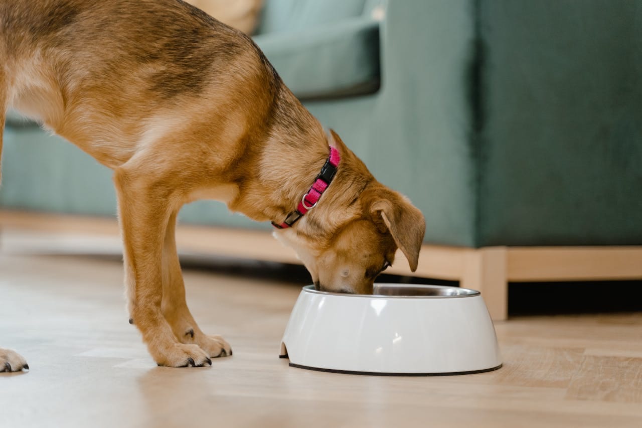 Automatic Dog Feeders