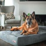 Big Barker 7" Pillow Top Orthopedic Dog Bed