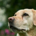 Dog Brushes for Golden Retrievers