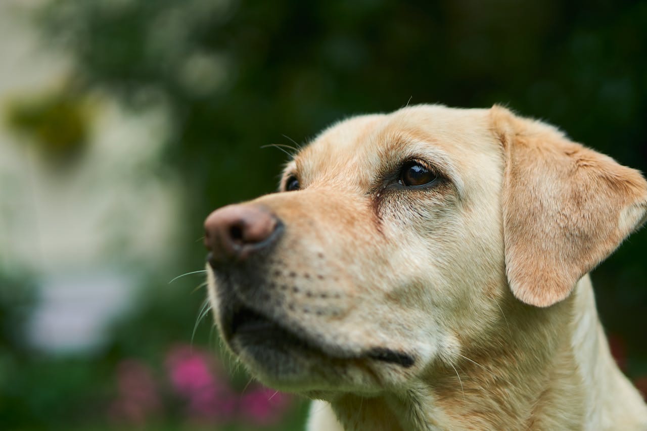 Dog Brushes for Golden Retrievers