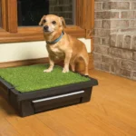 PetSafe Pet Loo