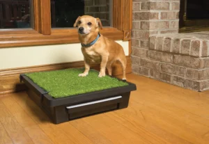 PetSafe Pet Loo