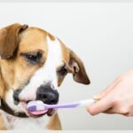 arm and hammer dog toothbrush