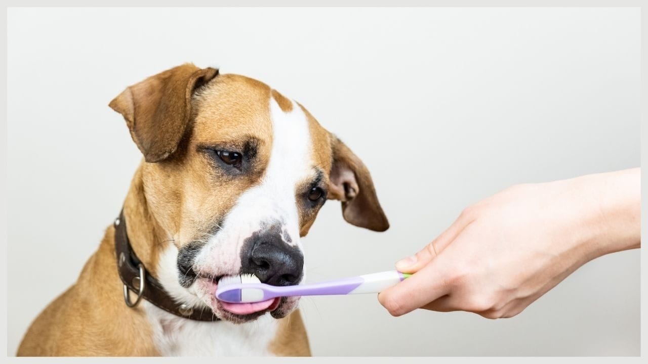 arm and hammer dog toothbrush