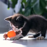 cat playing with toy