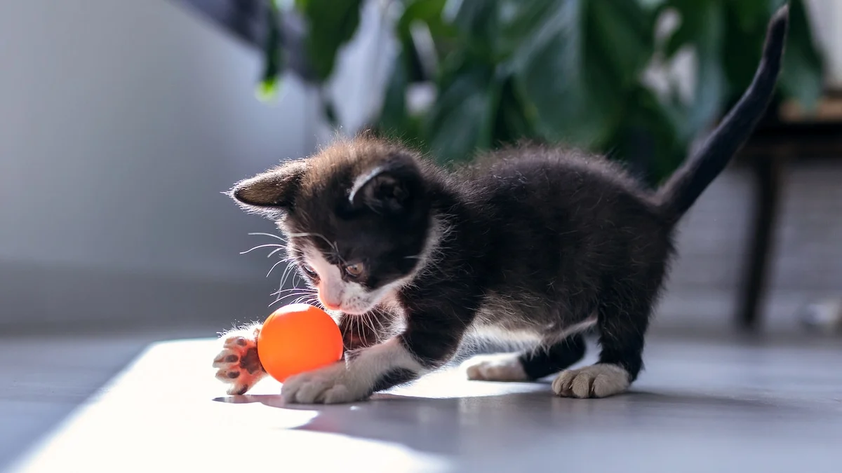 cat playing with toy