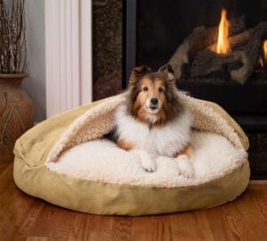 dog bed