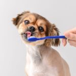 dog brushing