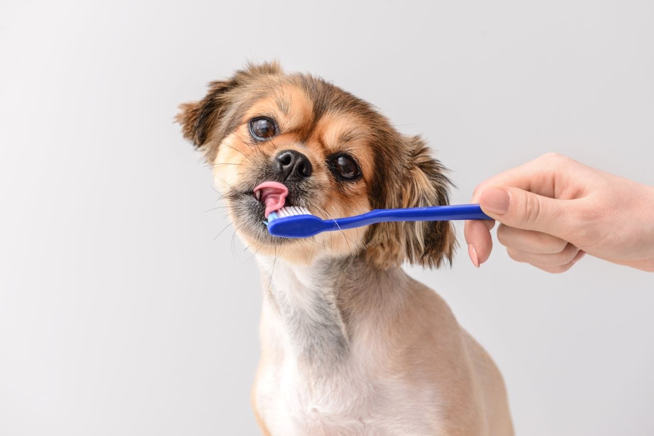 dog brushing