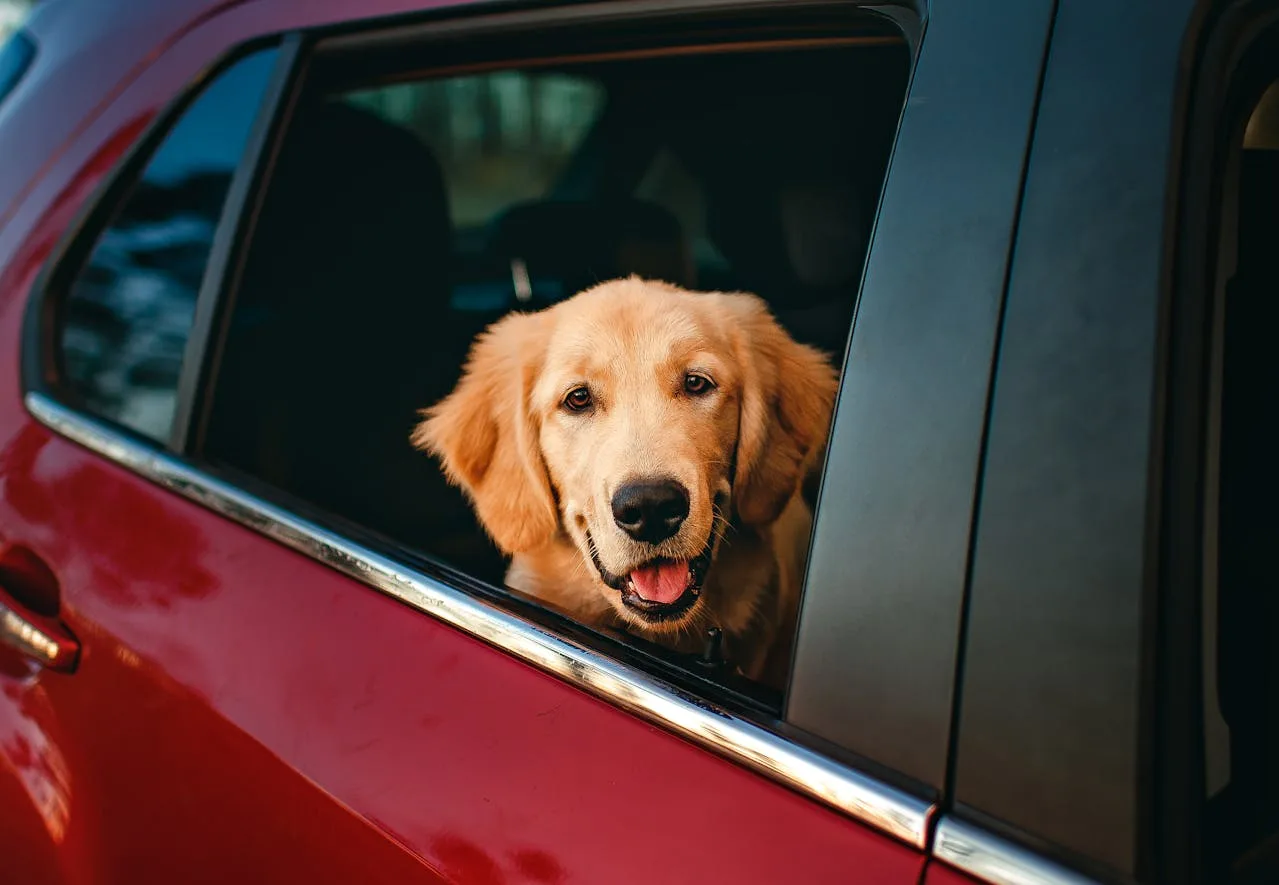 dog car harness.jpg