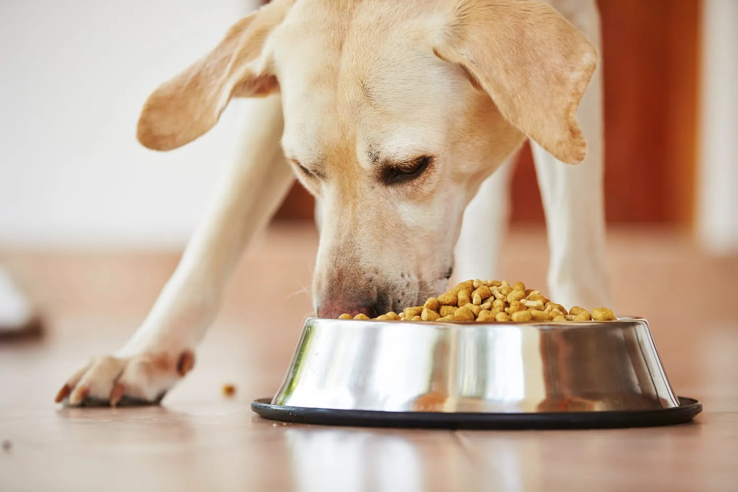 dog feeding schedules