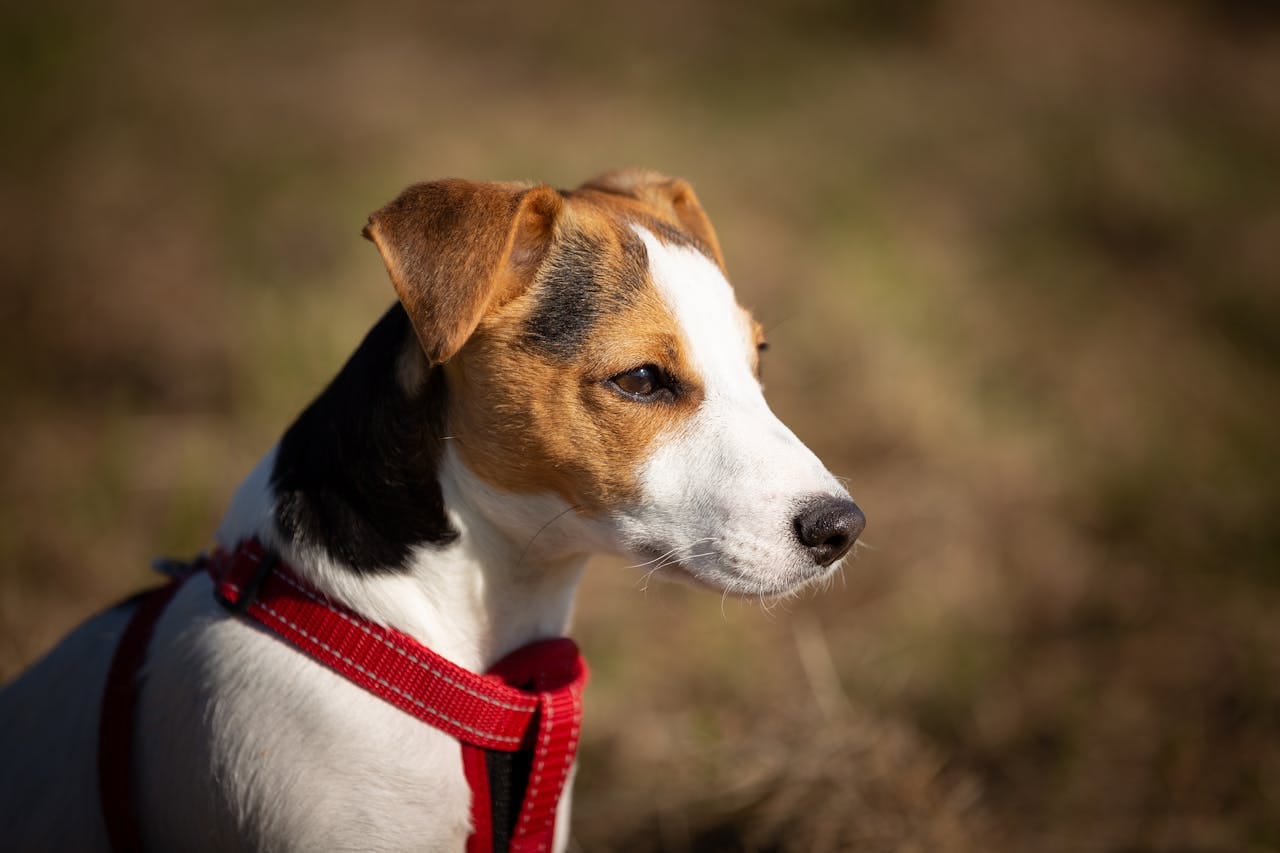 dog harness