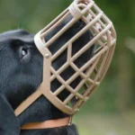 dog muzzle