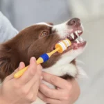 dog toothbrush