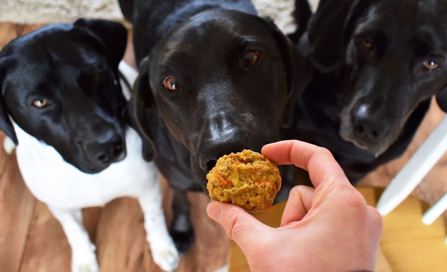 dog treats