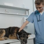 dog vet