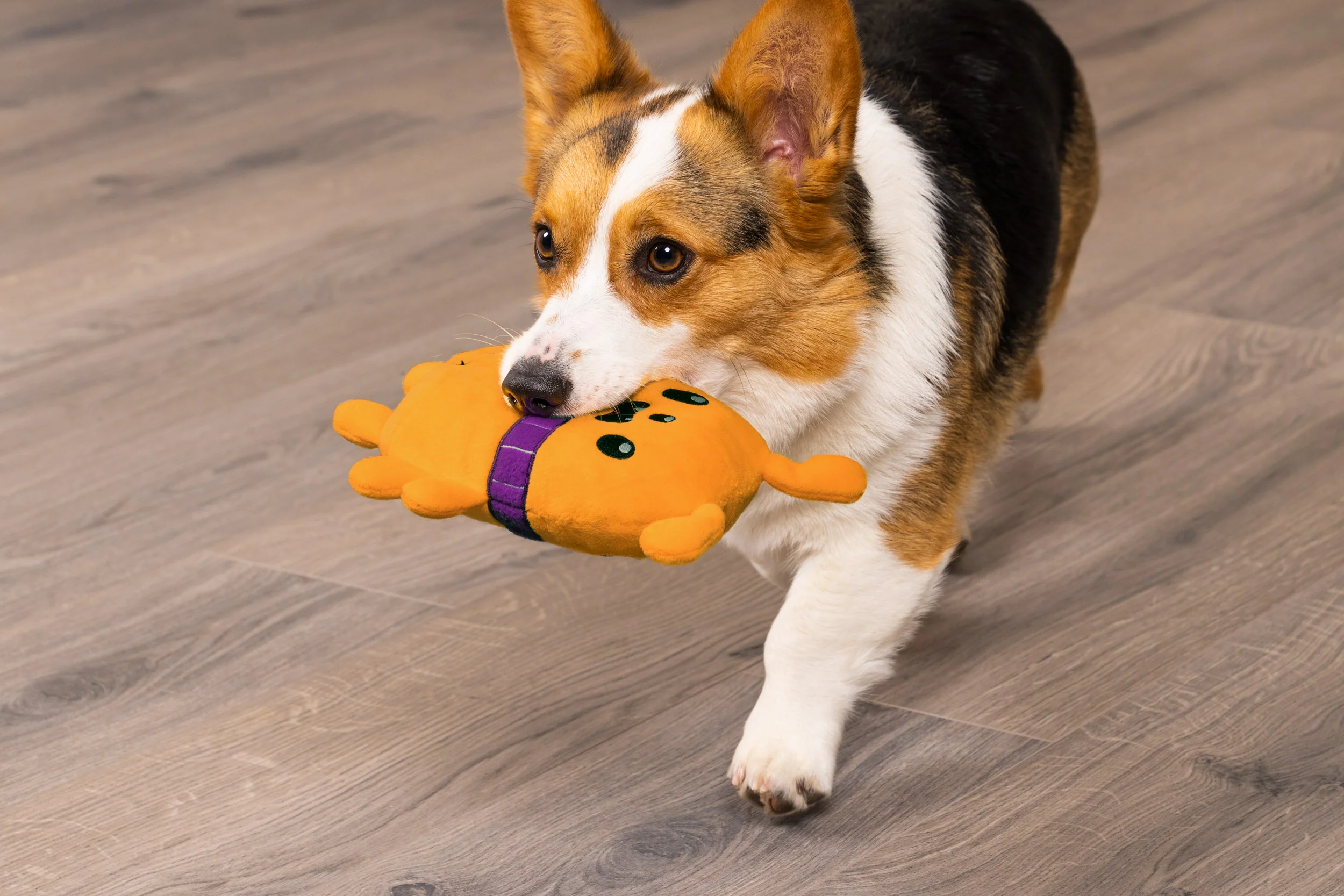 dog toys