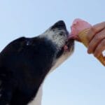 pet eating ice cream