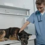 vet