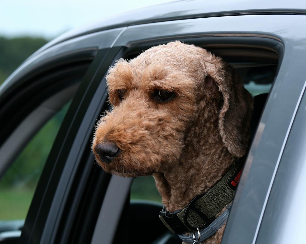 dog booster car seat