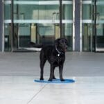 dog cooling mat