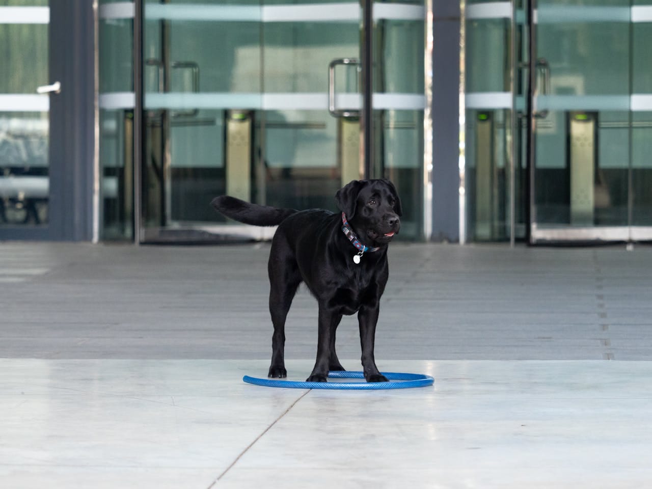 dog cooling mat