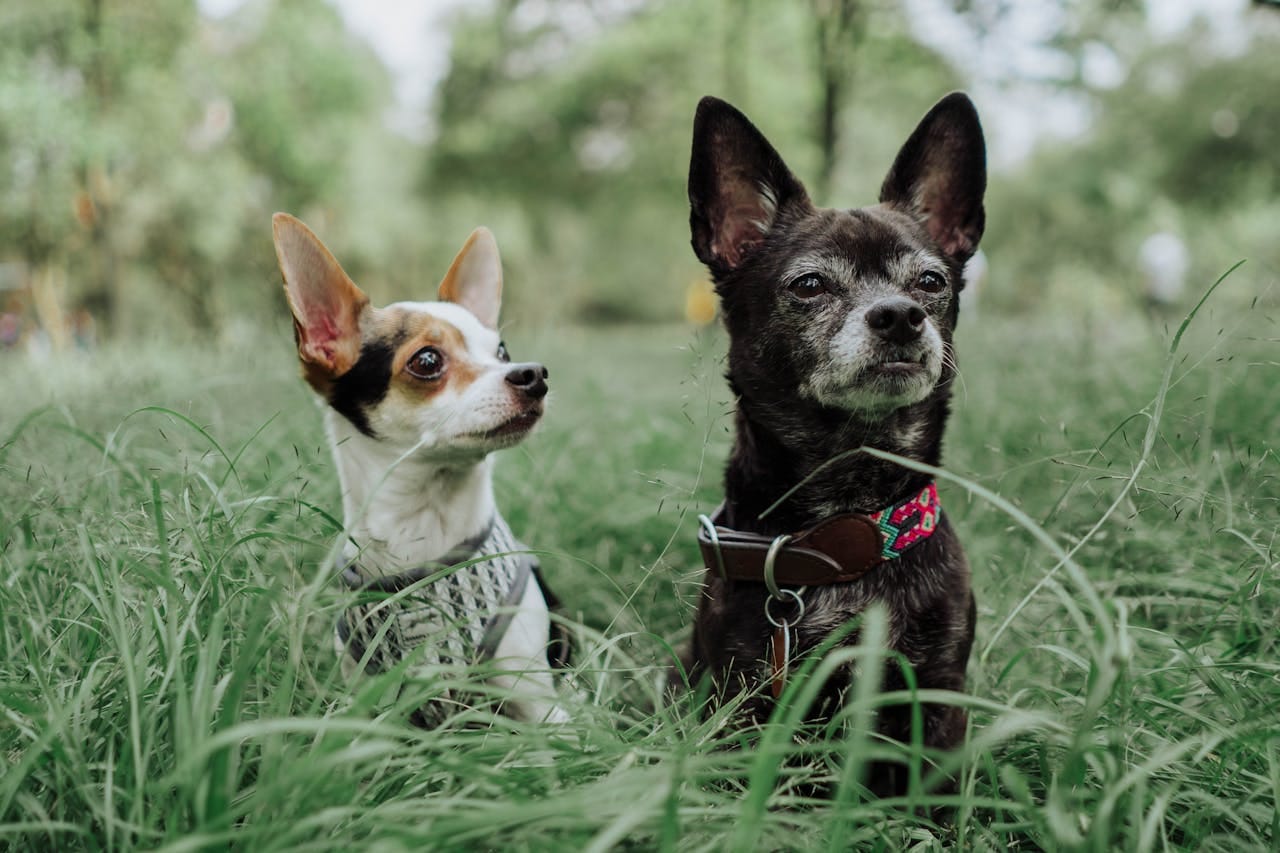 pet harness collar