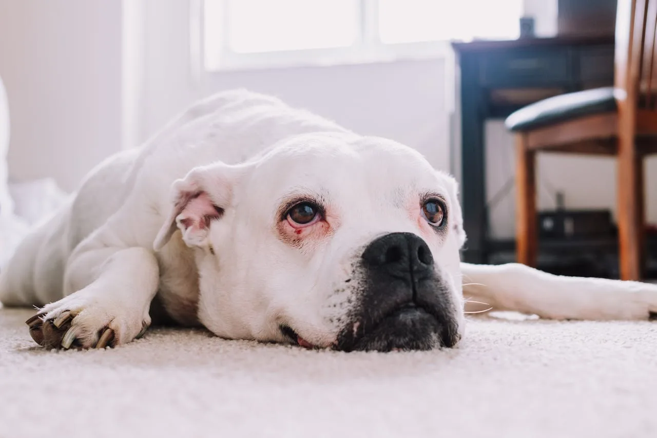 pet home