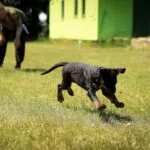 dog training